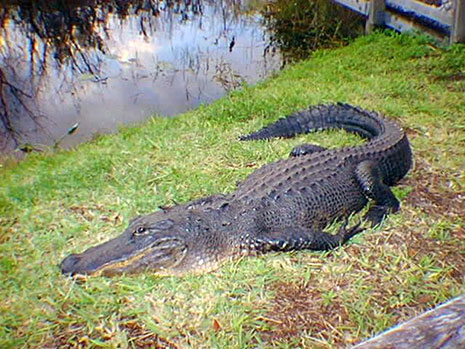 Glorias new pet
