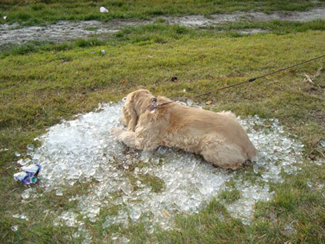 Shasty ice